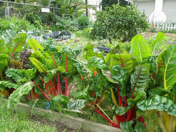 Hạt giống rau cải cầu vồng 4