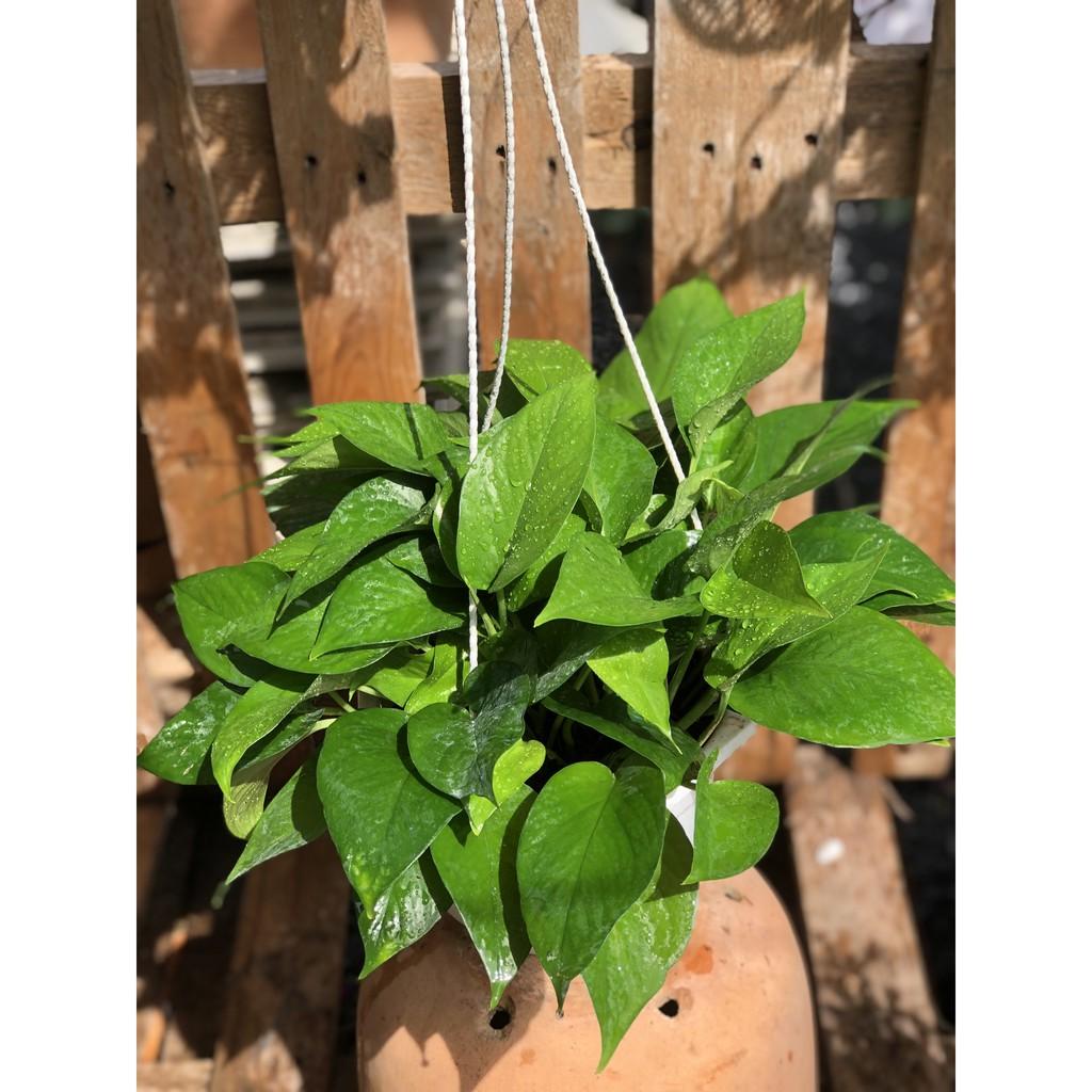 Chậu treo cây trầu bà Thái xanh