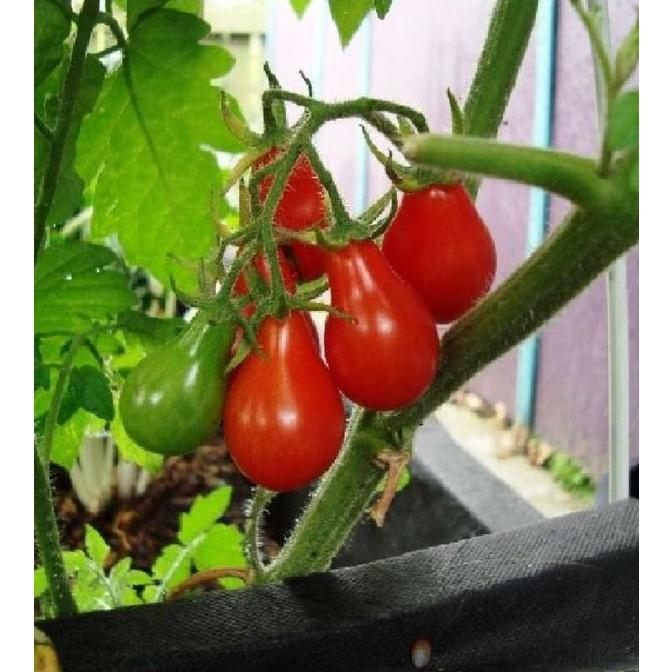 Hạt giống cà chua quả lê đỏ dể trồng f1- Gói 20 hạt-tặng kèm gói phân bón lót