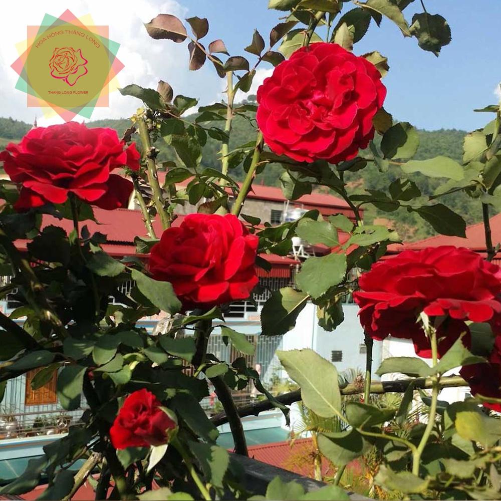 Cây hoa hồng cổ Sơn La đỏ được nhiều người ưa chuộng - Hoa hồng Thăng Long Flower