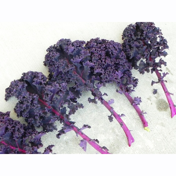 Hạt Giống Cải Kale Tím Lai F1 - Gói 1g - Nảy Mầm Nhanh, Sinh Trưởng khỏe VTNN Nông Điền Trang