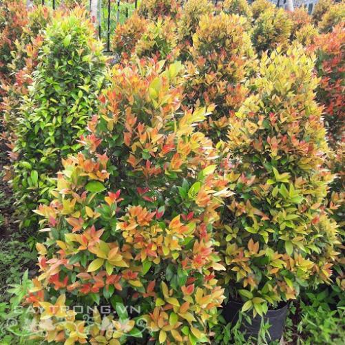 CÂY HỒNG LỘC - LOÀI CÂY MANG LẠI HỒNG PHÚC CHO GIA CHỦ + Tặng 01 cây dâu da đất