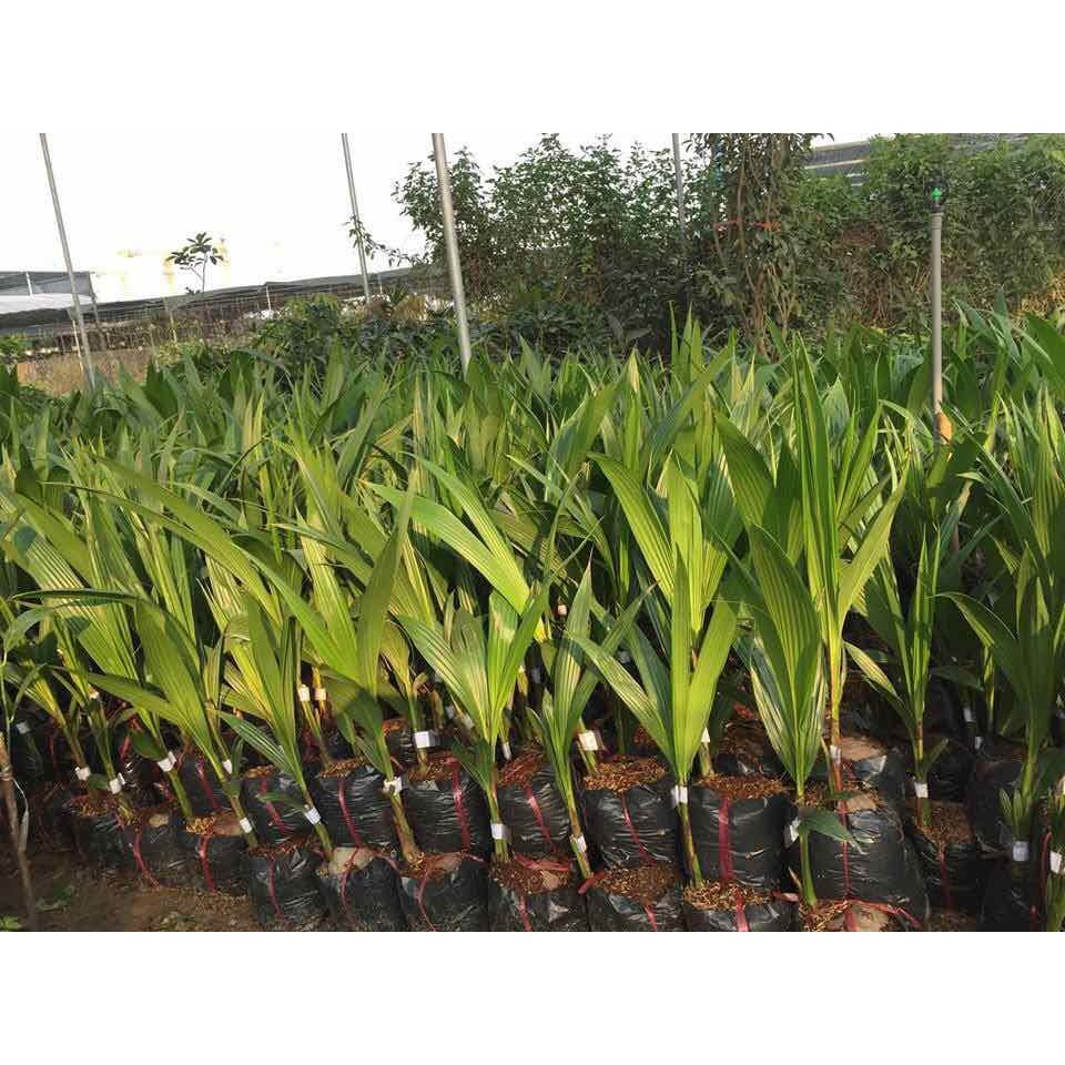 SẢN PHẨM: CÂY GIỐNG DỪA XIÊM DÂY SIÊU SỚM 2 NĂM CHO QUẢ ]