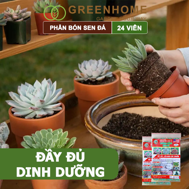 Phân bón sen đá Greenhome, dùng cho xương rồng, cây mọng nước, kích rễ, lên màu chuẩn