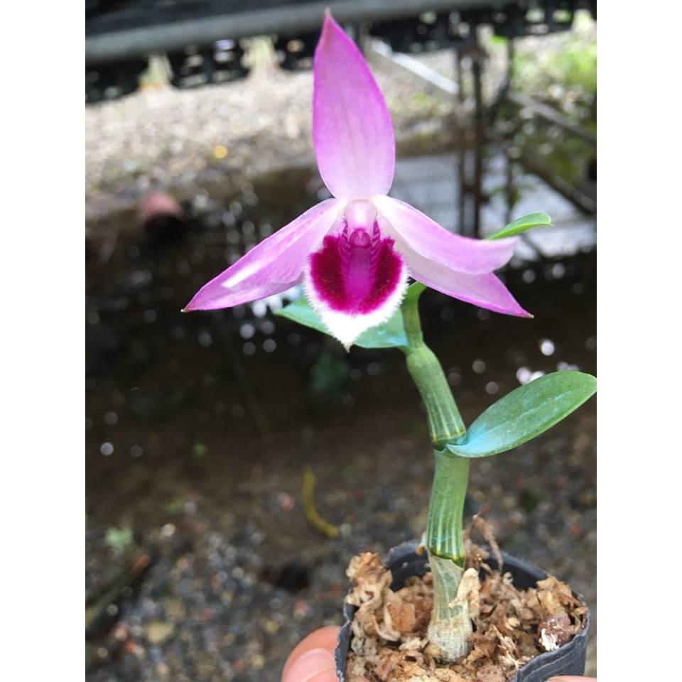 Hoa lan chớp mỹ lai cây cực đẹp