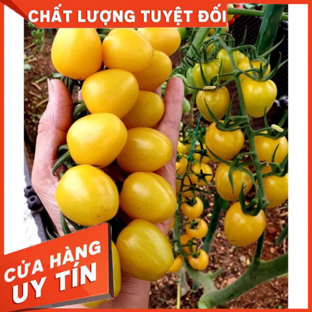 20 Hạt - Hạt Giống Cà chua Cherry Vàng