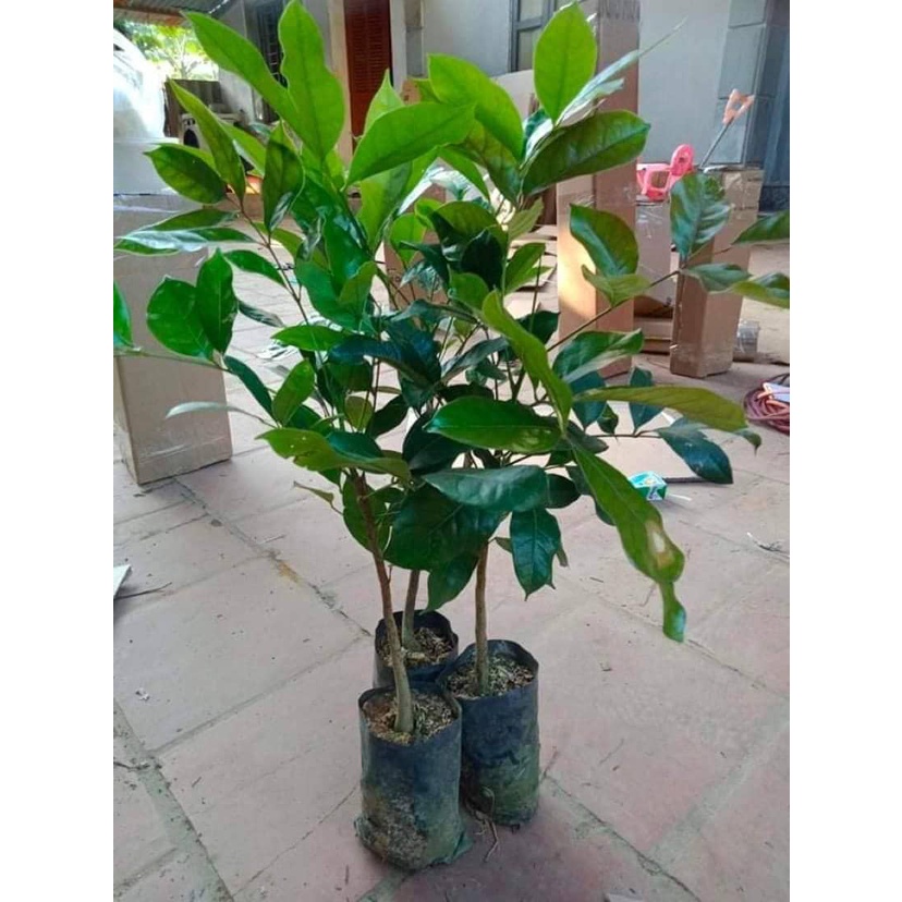 CÂY GIỐNG CHÔM CHÔM THÁI LÙN RUỘT VÀNG