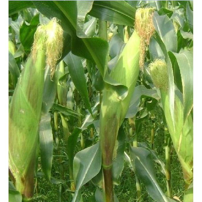 Bộ 3 gói Hạt giống ngô nếp F1 siêu dẻo siêu ngọt-gói 30 hạt - Tặng gói phân bón lót