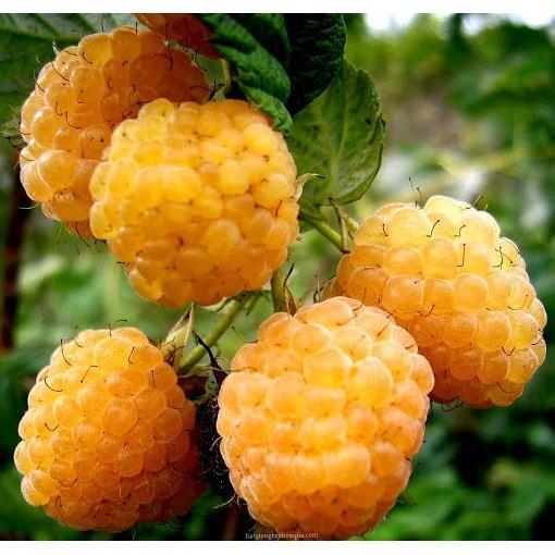 CÂY GIỐNG MÂM XÔI VÀNG