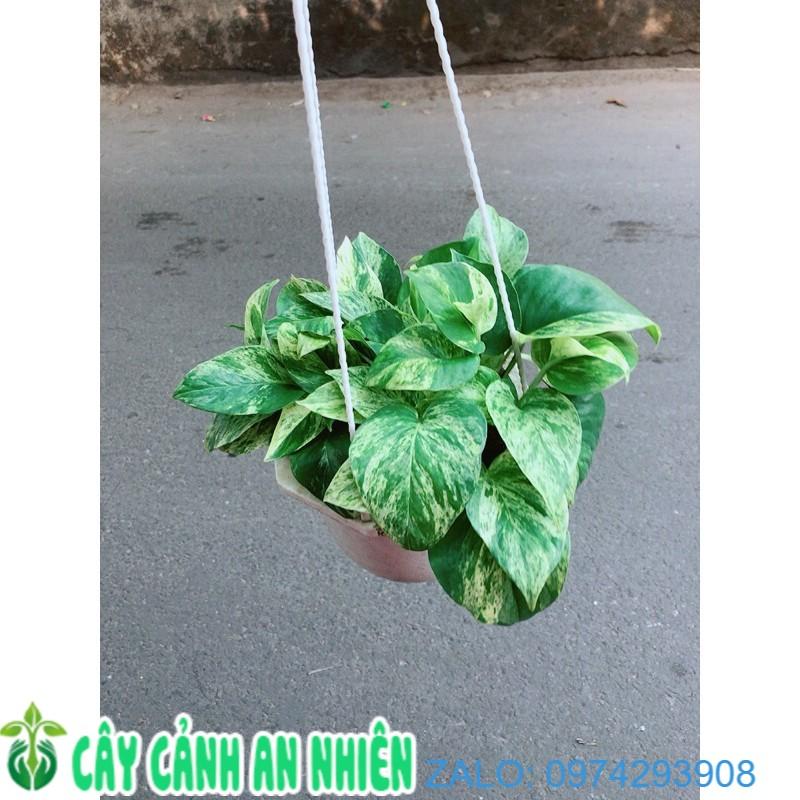Trầu Bà Sữa