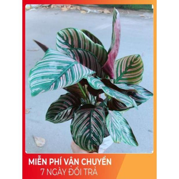 Chậu Đuôi Công Sọc Tím