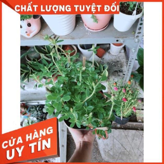 Chậu mười giờ sam