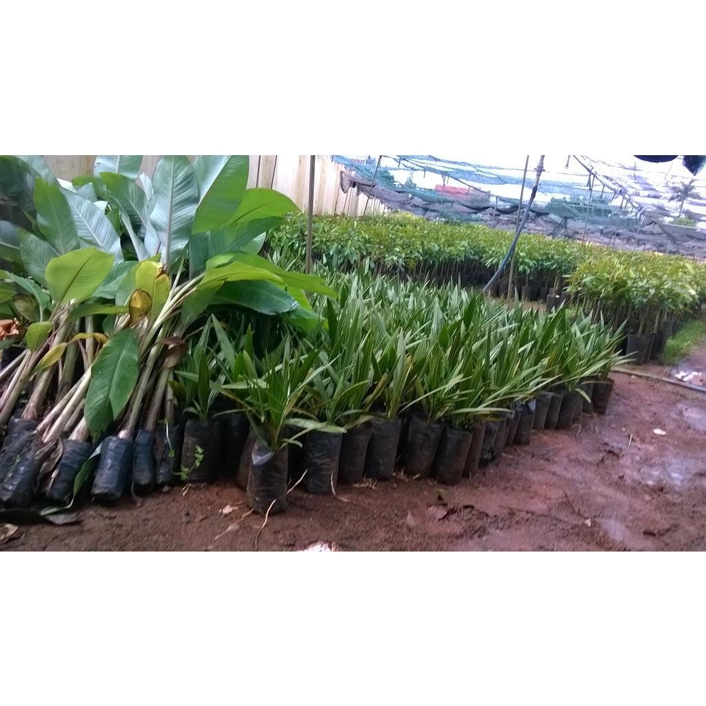 Cây giống Chà Là Ăn Trái QUẢ VÀNG NHƯ HÌNH ( Bầu to, bộ rễ siêu khỏe, ươm được 2 năm ].