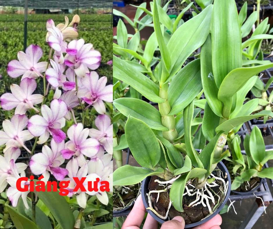 Cây hoa lan Denro Giáng xưa