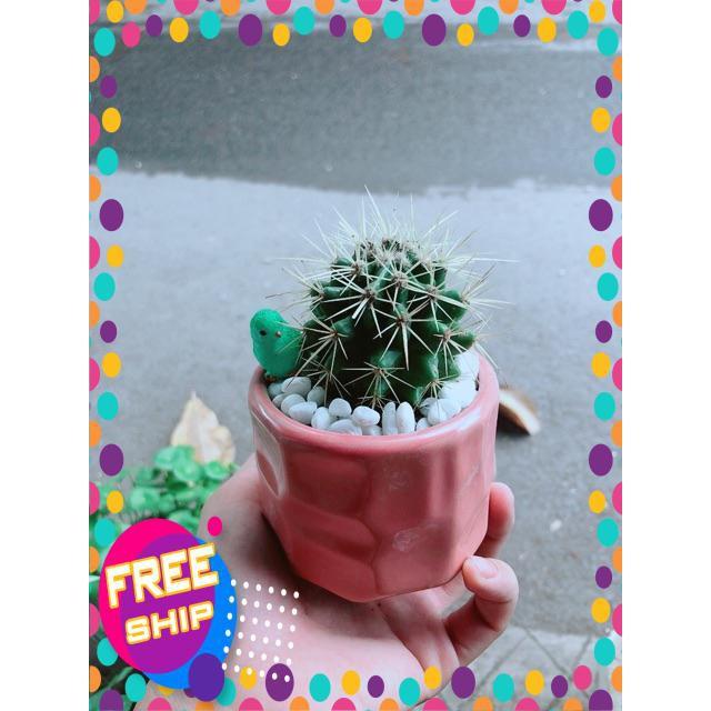 Chậu Xương Rồng Kim Hổ