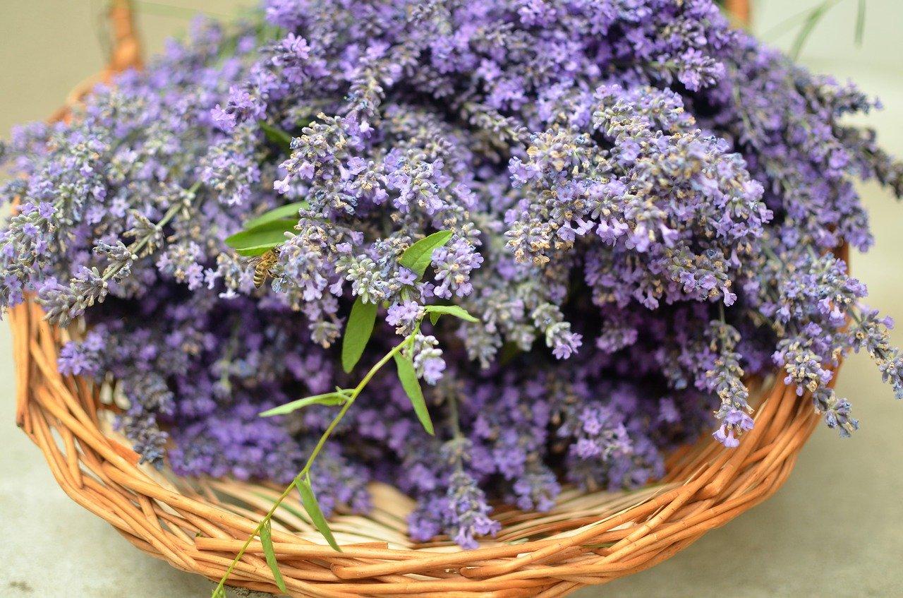 Hũ nến thơm tinh dầu Bolsius Lavender Fields 305g QT024366 - cánh đồng oải hương, nến trang trí, thơm phòng, thư giãn, khử mùi