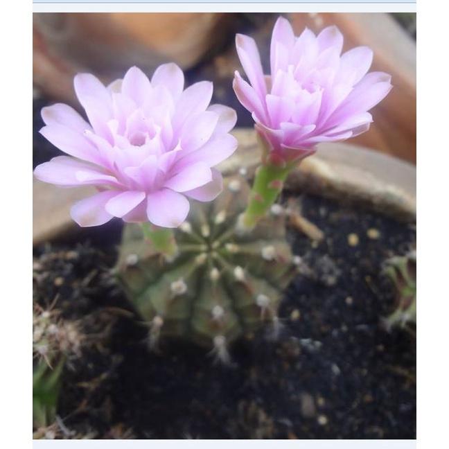 Hạt giống hoa xương rồng gấm mix màu KNS3545 - Gói 20 hạt