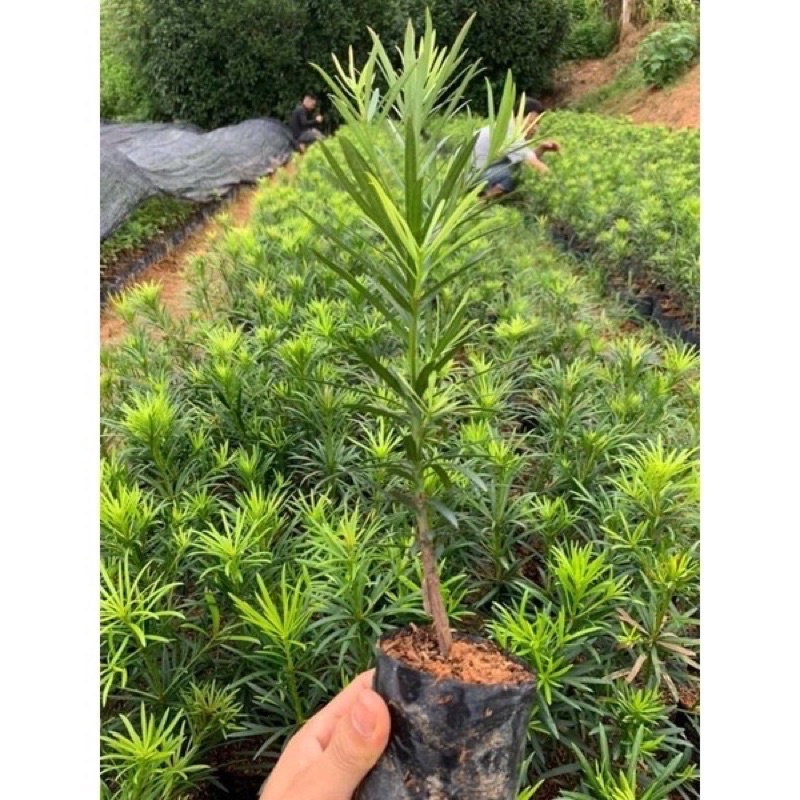 Cây vạn niên tùng