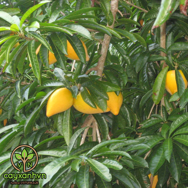 Cây Giống Lêkima