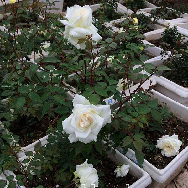 Combo 3 gói hạt giống hoa hồng trắng -gói 10 hạt-tặng kèm gói kích mầm