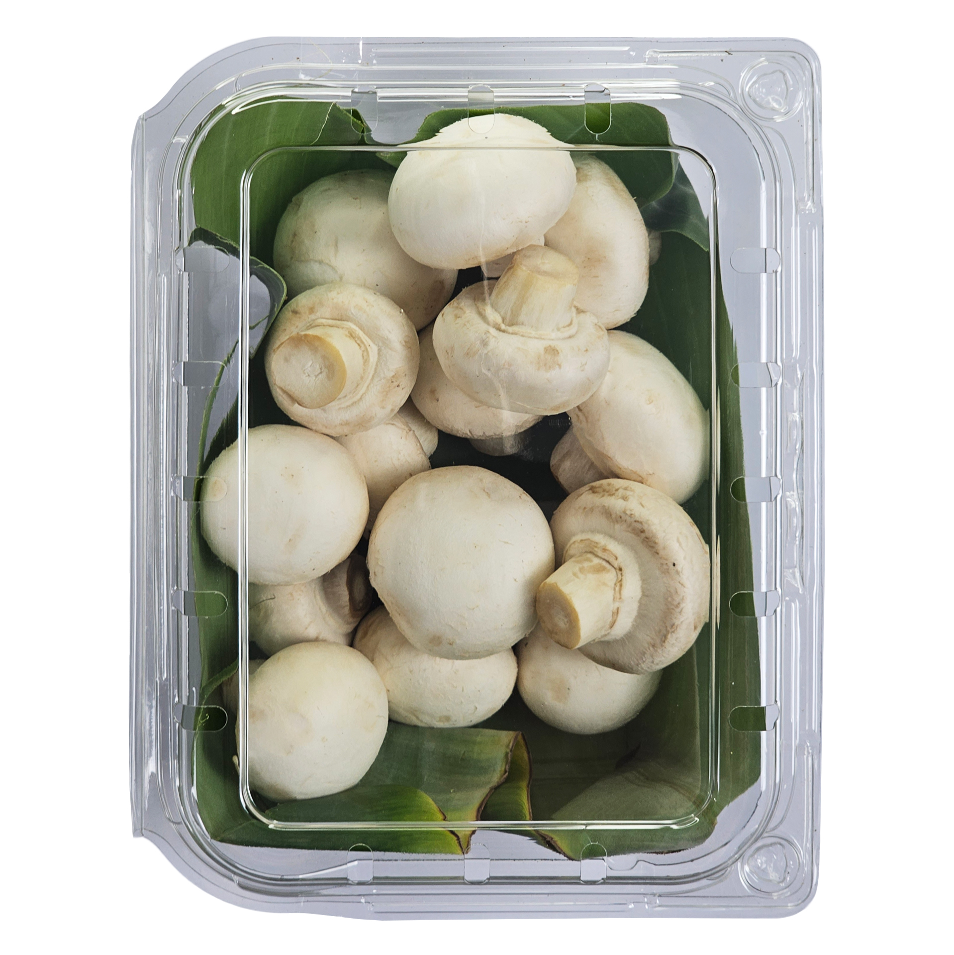 Nấm Mỡ Trắng Tươi 200gr 600gr 1kg - Nông Trại Nấm Xanh
