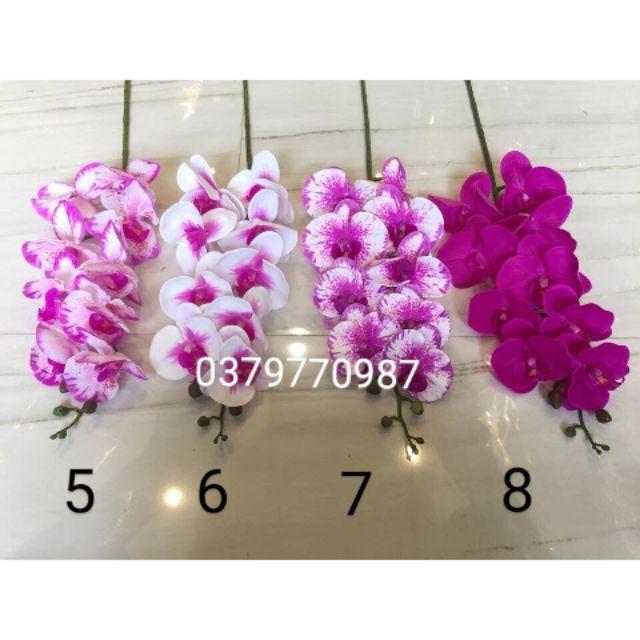 Combo 40 cành lan hồ điệp ảnh thật tự chụp