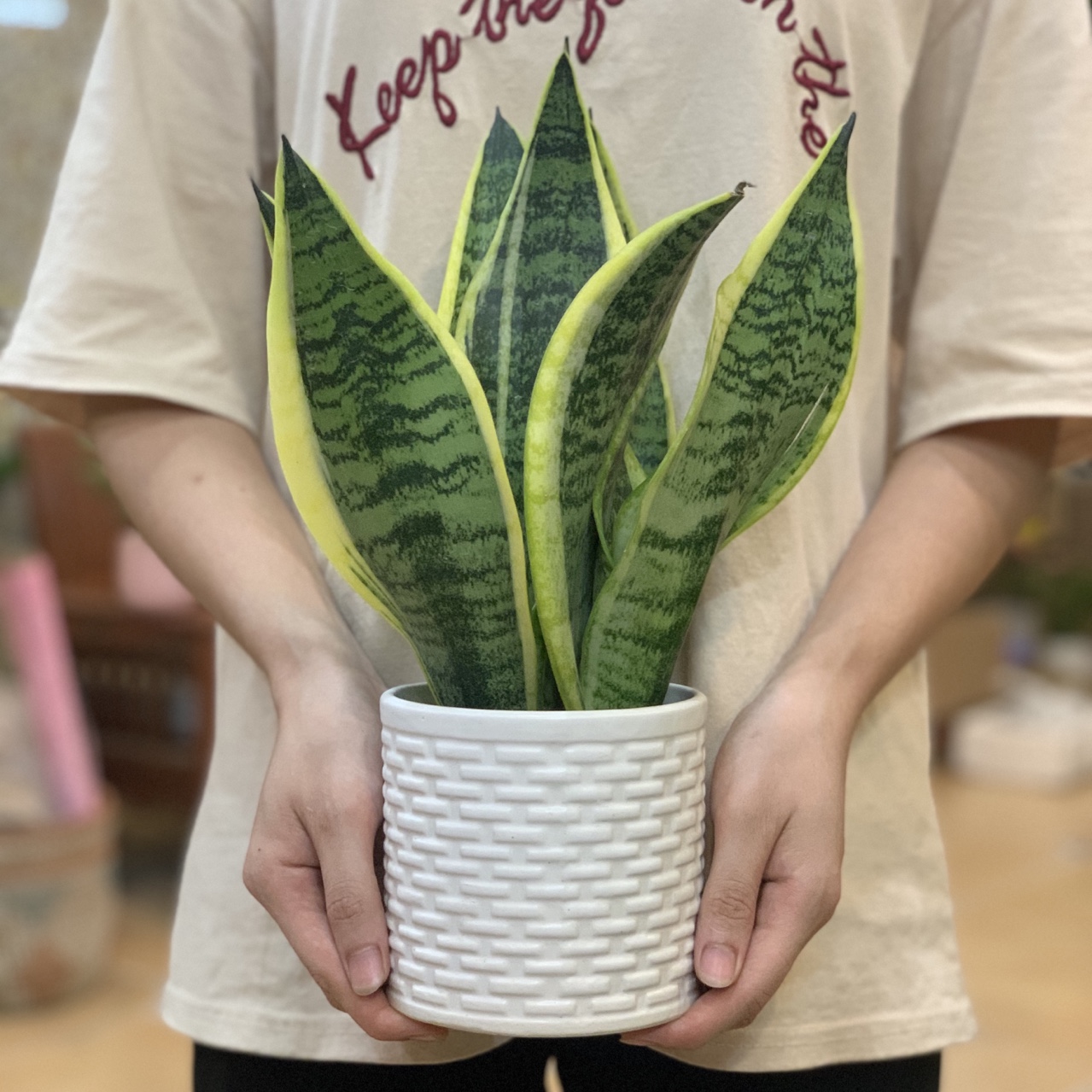 Cây Lưỡi Hổ Ta để bàn
