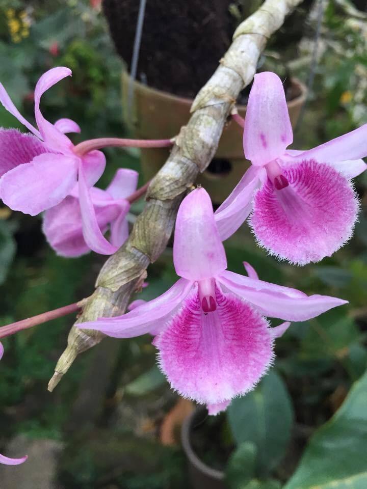 Combo 2 cốc hoa phong lan - giả hạc châu như