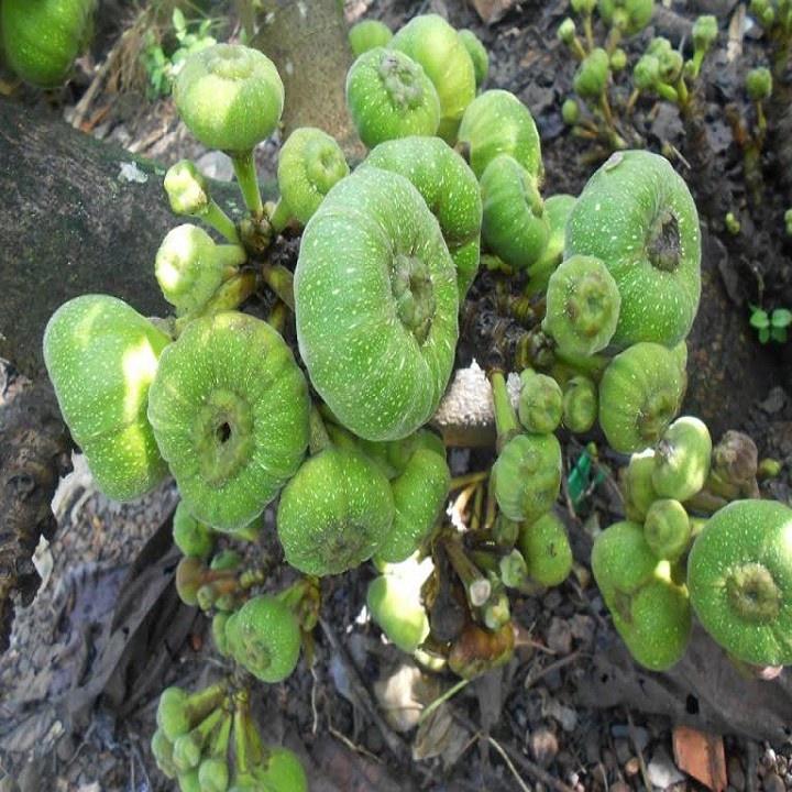 Cây vả mật giống chuẩn - cây giống choai