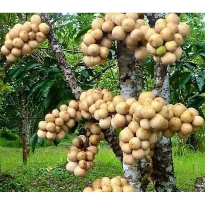 CÂY GIỐNG BÒN BON SIÊU NGON SIÊU QUẢ