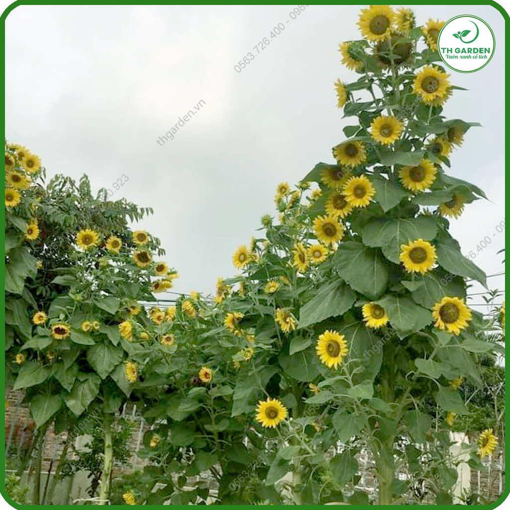 Hạt Giống Hoa Hướng Dương Tháp - Dòng Hoa Hướng Dương Siêu Nhiều Hoa, Hạt Giống Dễ Trồng Dễ Chăm Sóc, Hoa Thơm, Bền Màu, Lâu Tàn