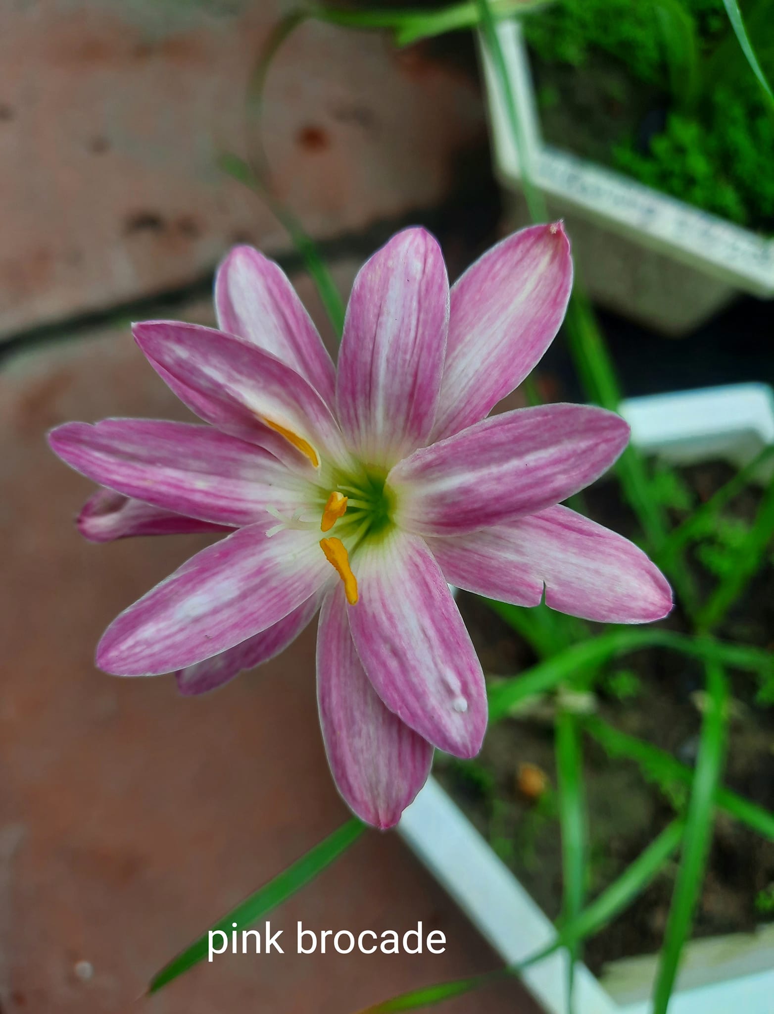 Củ huệ mưa Pink Brocade