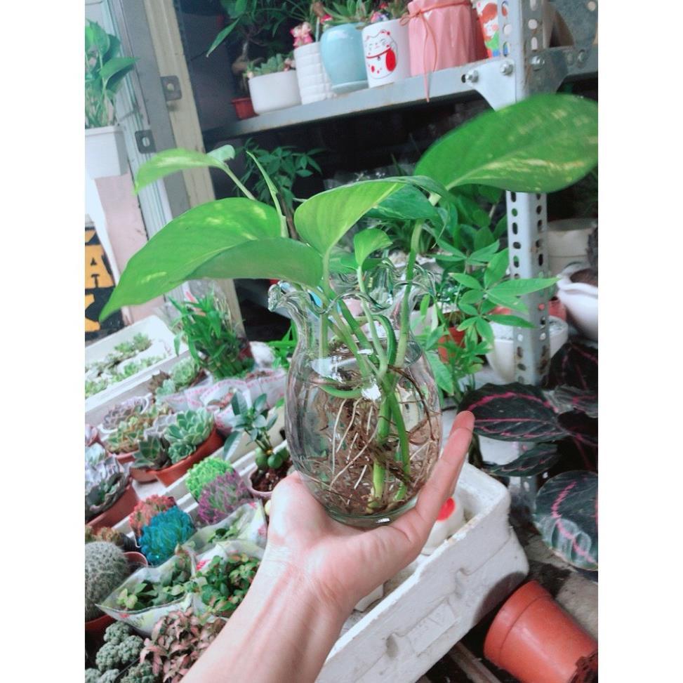 Chậu Trầu Bà Thủy Sinh