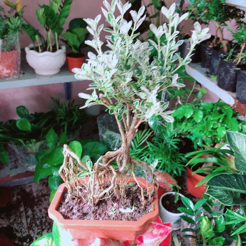 Cây Bonsai