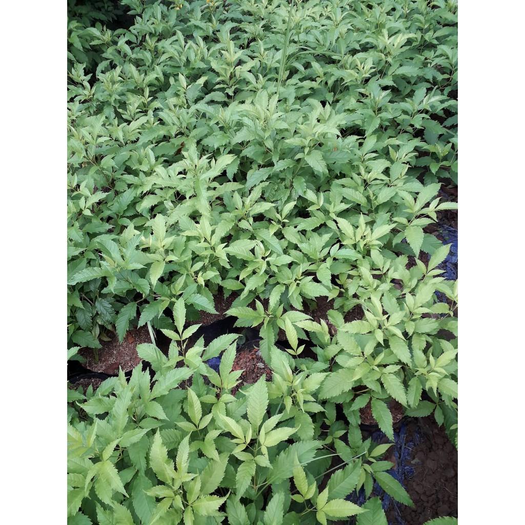 Hoa chuông vàng, gửi đi nguyên bầu, dòng bầu cây lớn + Tặng 01 cây dâu da đất