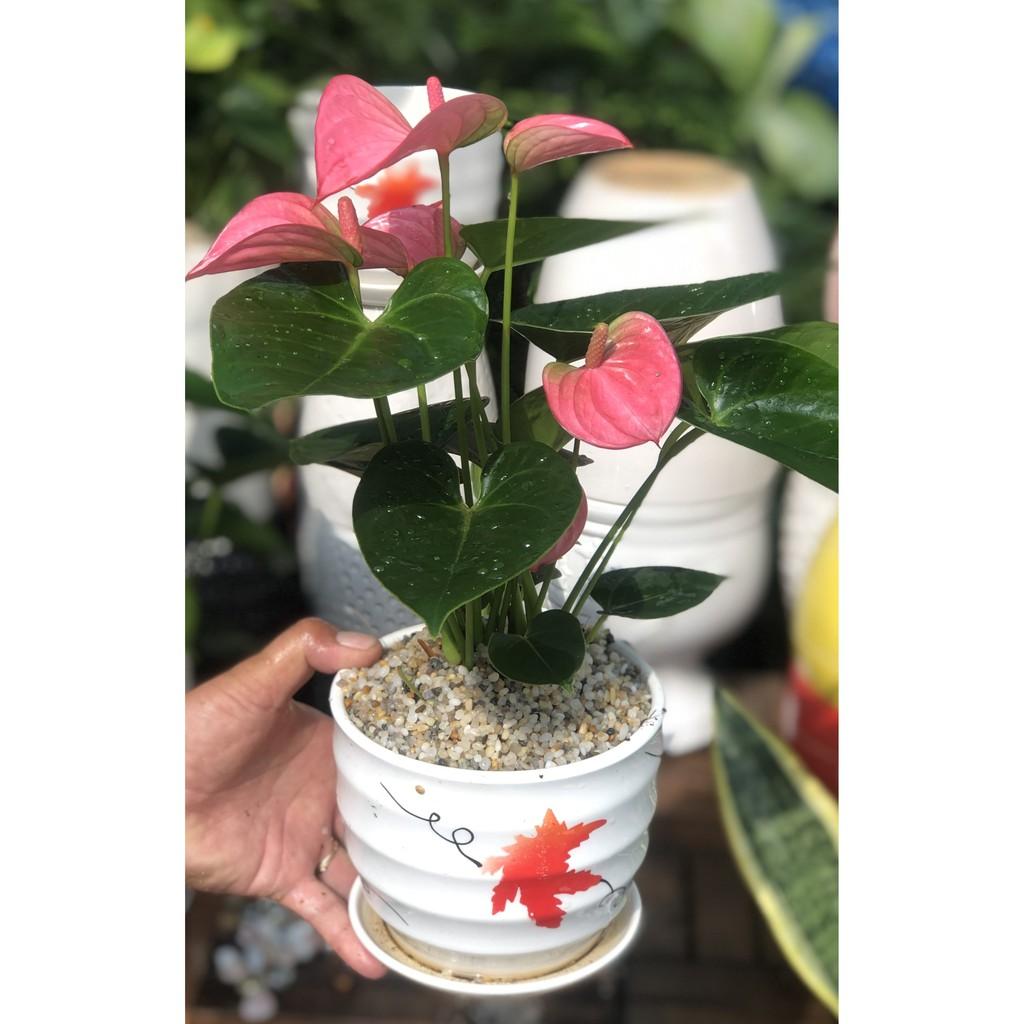Chậu sứ cây Hồng Môn màu hồng tặng kèm đá trang trí