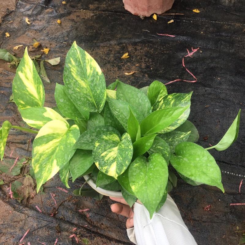 Vạn Liên Thanh cây cực xum như hình