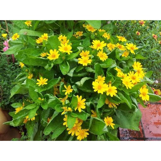 Hạt giống hoa cúc mặt trời dễ trồng