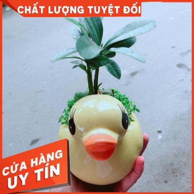 Chậu Vịt Vàng May Mắn