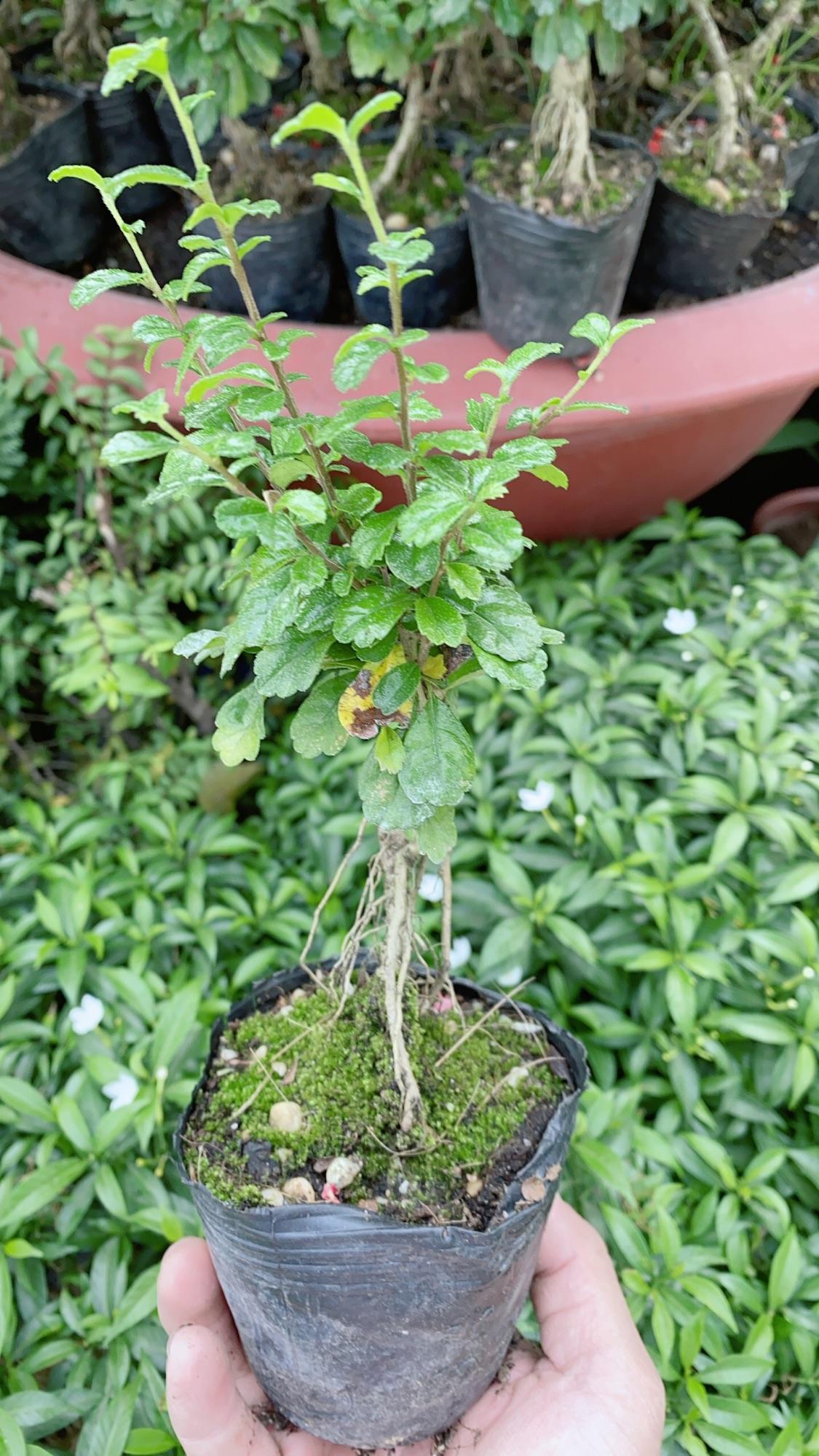 Cây Trà Phúc Kiếng