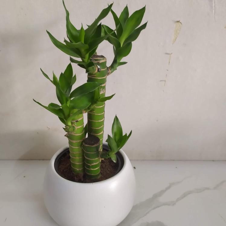 Cây Phát Tài - Cây cảnh để bàn văn phòng