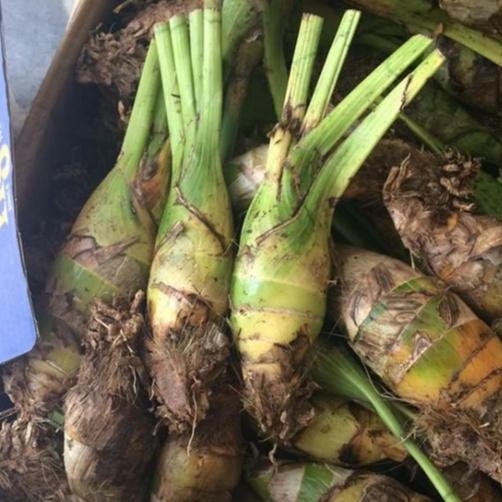 Bộ 6 -củ giống hoa địa lan santo mix - đỏ ,vàng, hồng, cam ,tím, và xanh-6 củ