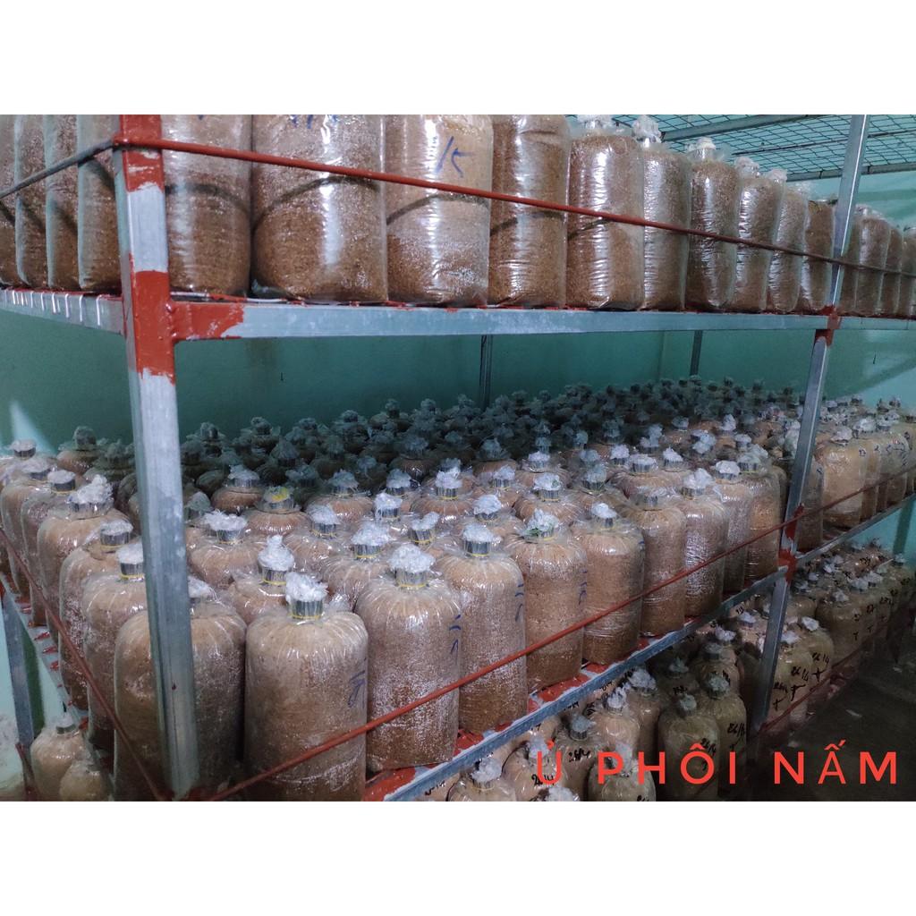 Combo 6 phôi nấm Milky trồng tại nhà