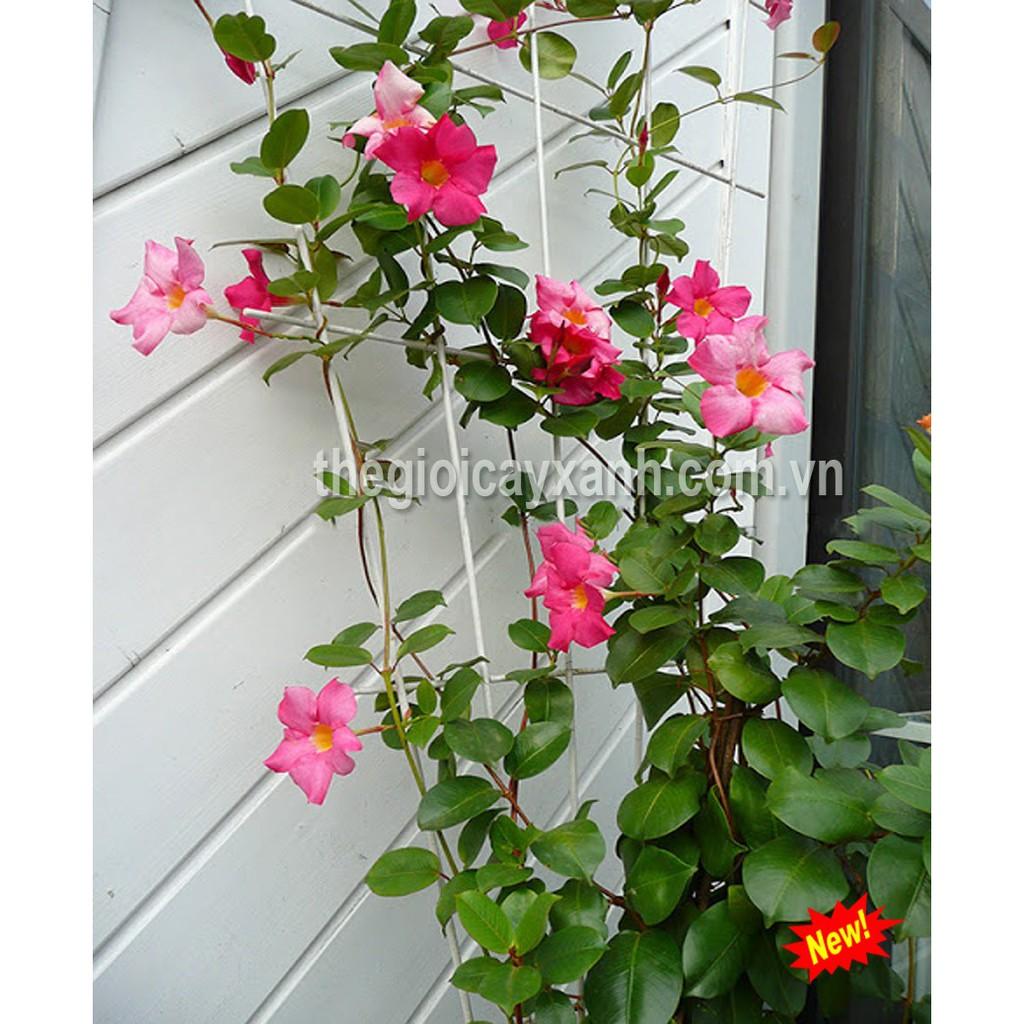 Cây hoa HỒNG ANH leo CÁNH KÉP hoa HỒNG CÁNH SEN siêu đẹp