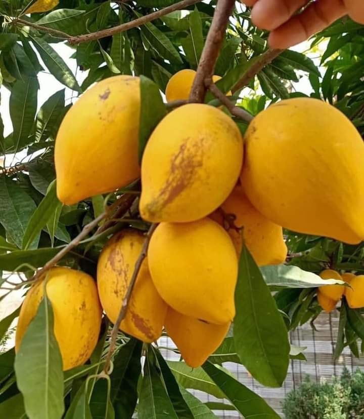Cây giống trứng gà