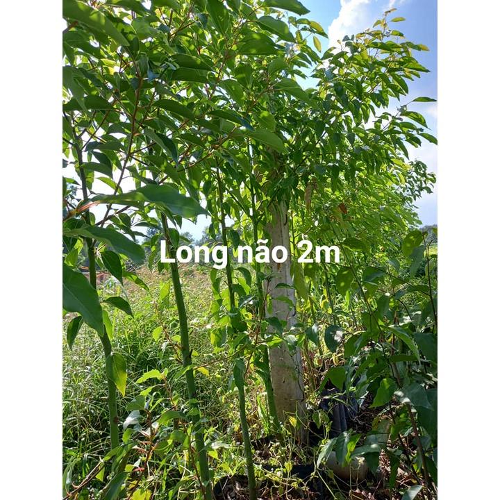 200 gram hạt giống long não, dã hương