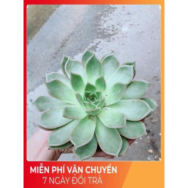 Sen Đá Size Đại