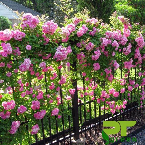 CÂY GIỐNG HOA HỒNG LEO .