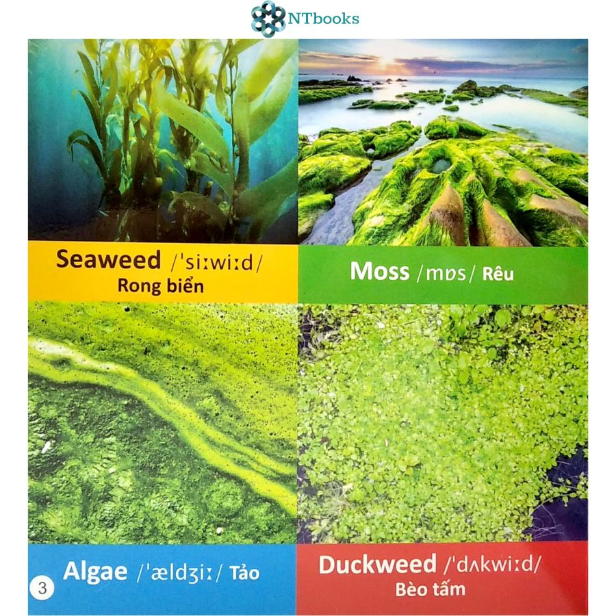 Sách 101 Từ đầu tiên: Thực vật