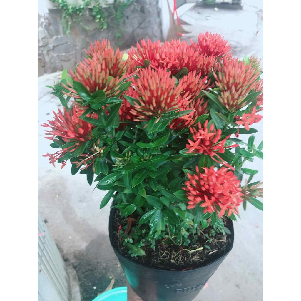 Chậu hoa trang thái Bán Chạy